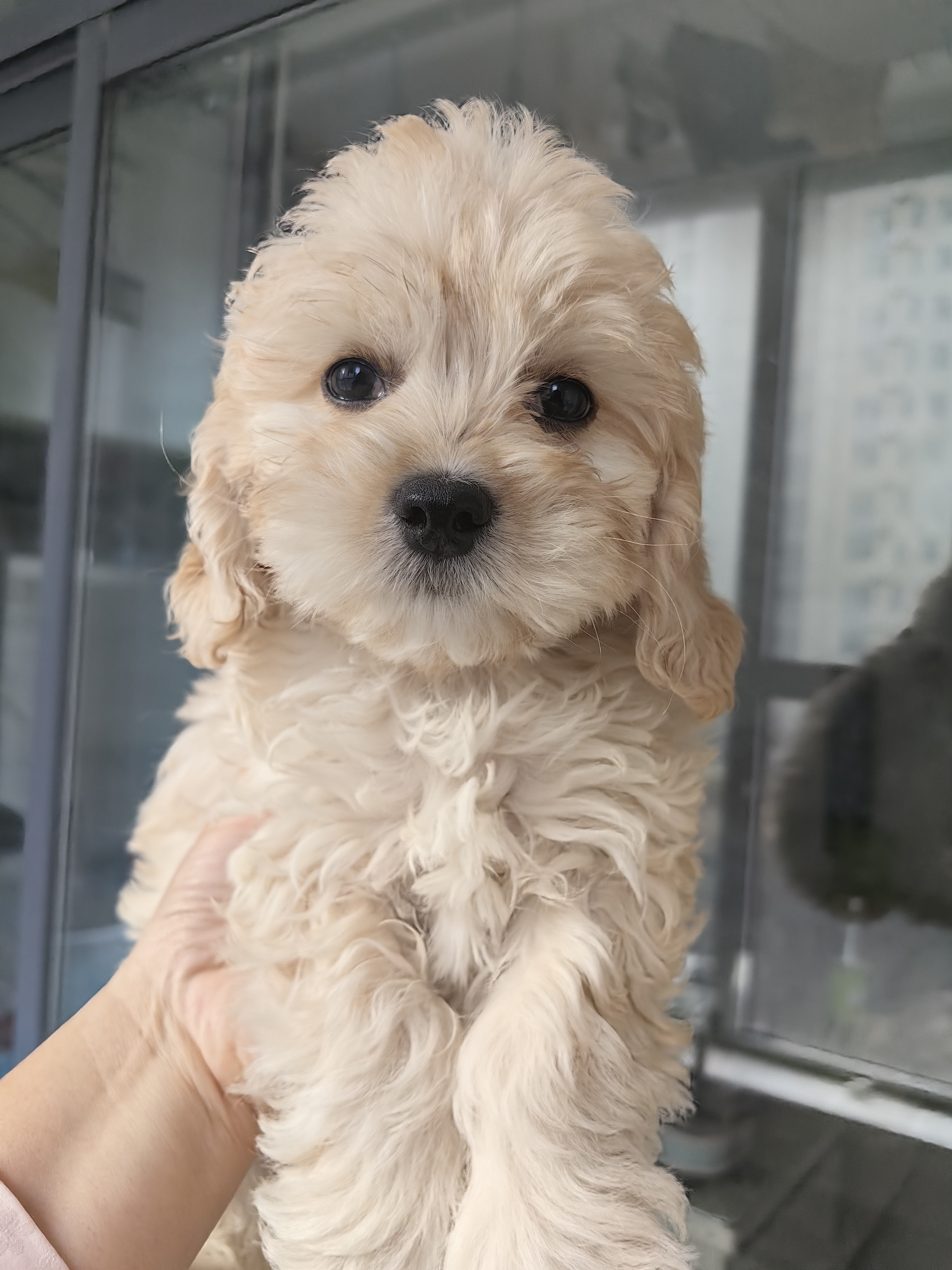 可卡犬